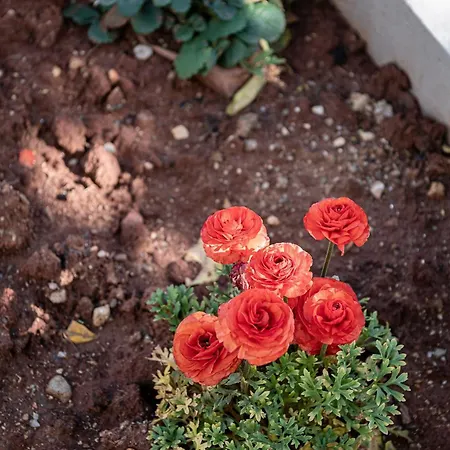 아파트 Amelia Luxury Living Mantaka 하니아